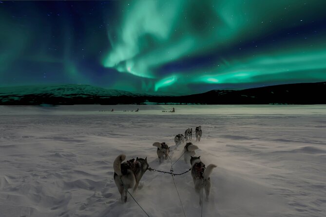 4hr Dog Sledding Tour under the Northern Lights - The Sum Up: Who Will Love This Experience?