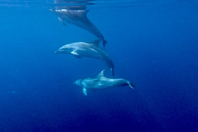 8 Hours Excursion in the Gulf of Olbia with aperitif+lunch included - FAQs