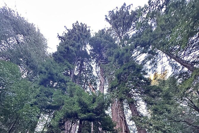Alcatraz Night Tour & Muir Woods-Sausalito Afternoon or Morning - Authentic Insights from Past Travelers