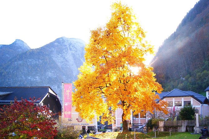 Alpine Hallstatt Day Trip from Vienna incl. Admont Abbey Visit - Who Should Consider This Tour?