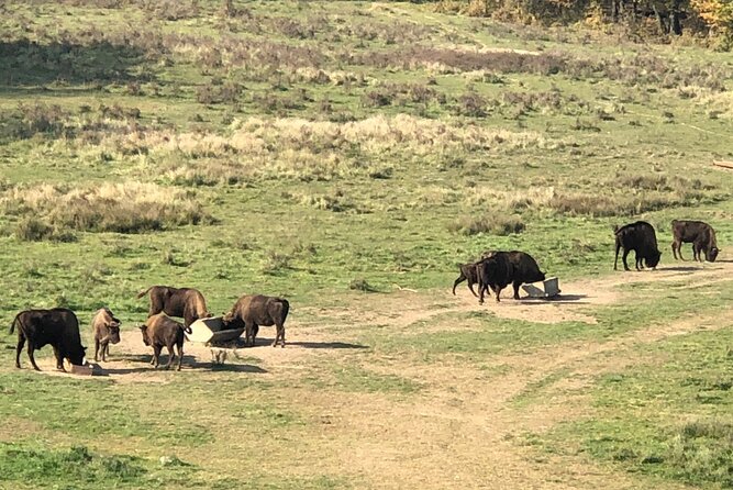 Bison Sanctuary, Vlad the Impaler Princely Court & Dracula Grave - FAQs