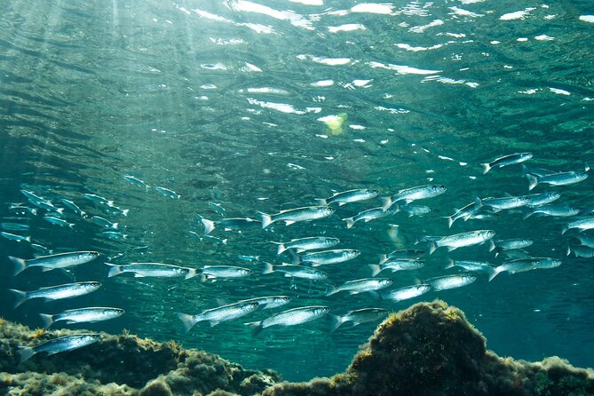 Comino Guided Snorkeling Experience - FAQ