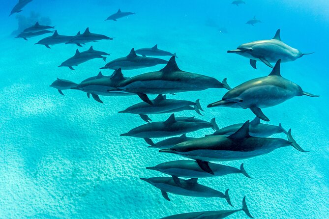 Discover Scuba Diving in Waikiki - The Sum Up