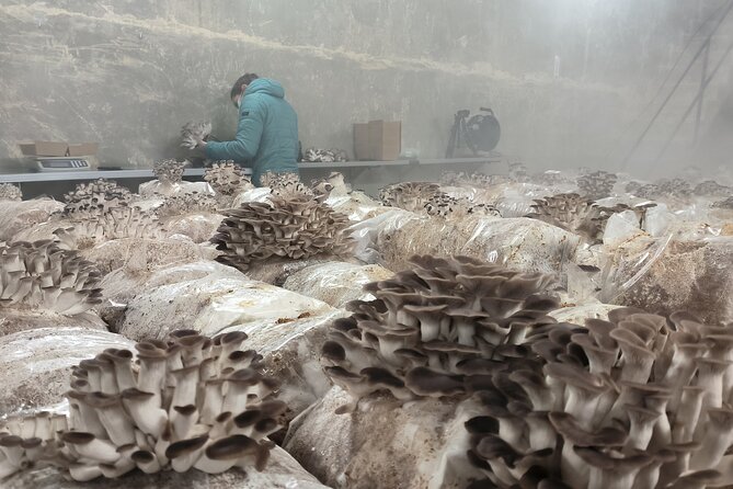 Discover the World of Mushrooms - FAQ