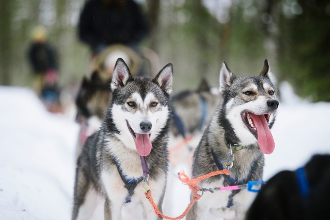 Dogsled Adventure Kiruna - Frequently Asked Questions