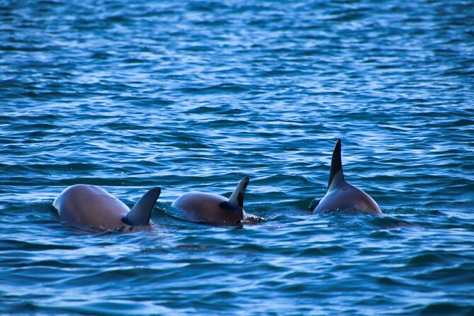 Dolphin Adventure in Sotogrande with Drink Included - Who Should Book This Tour?