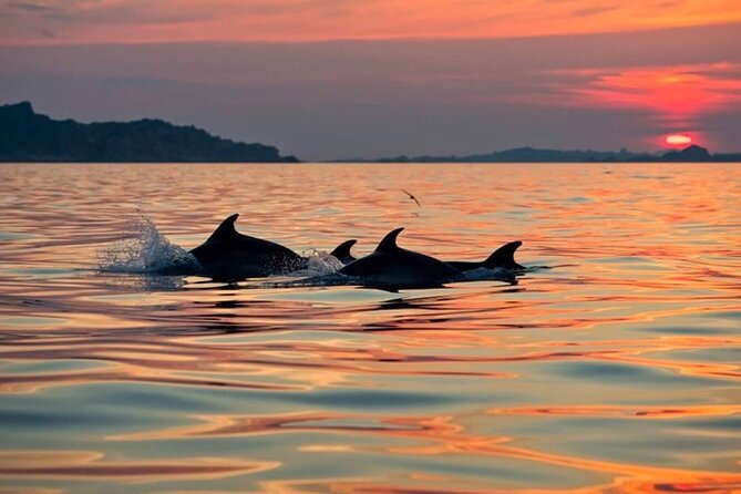 Dolphin Watching Boat Excursion to Figarolo Island from Olbia - Who Will Love This Tour?