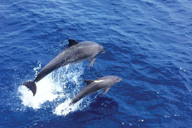 Dolphin Watching in Majorca - Practical Tips for Your Trip