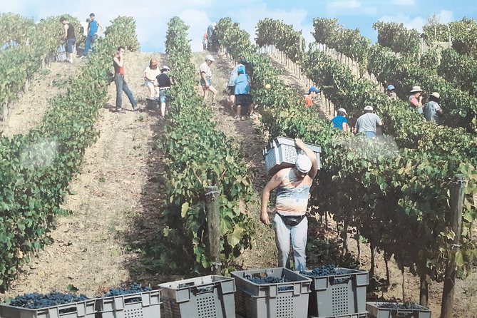 Douro Valley Premium with wine tasting lunch and boat - FAQ