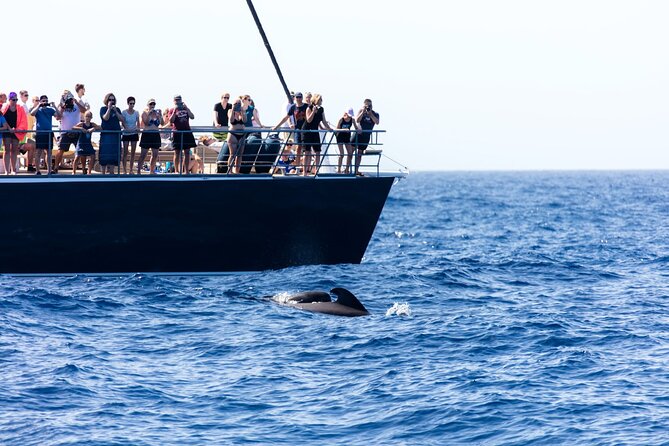 Exclusive Freebird Catamaran Whale & Dolphin to Masca From South - Who Might Want to Think Twice?