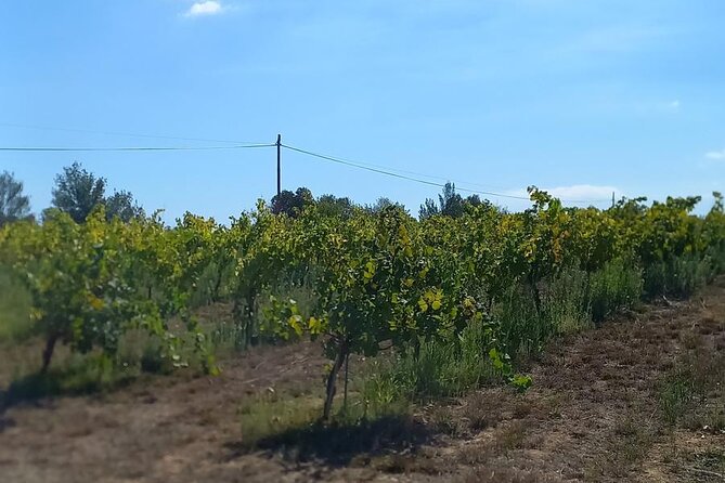 From Barcelona Wine Tasting in 2 Priorat Wineries and Food - FAQs