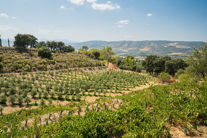 From Malaga: Ronda, Wine & Olive Oil Tasting Premium Small Group - FAQs