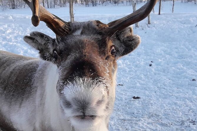 From Saariselkä: Ice Fishing Tour to Lake Inari, reindeers &lunch - FAQ