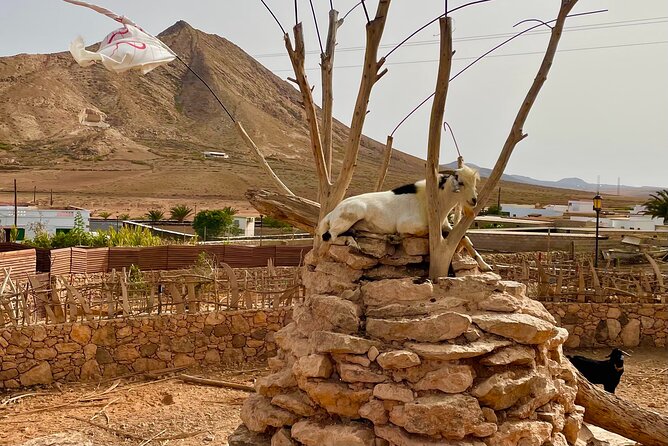 Fuerteventura: Discover Fuerteventura GRAND Islandtour - The Value Proposition