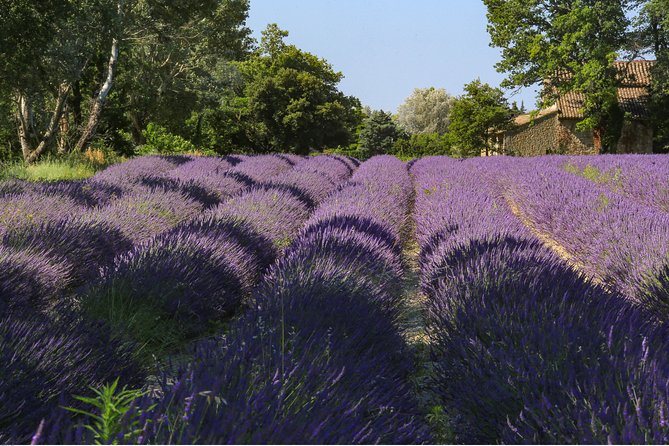 Full Day Ocean of Lavender in Valensole from Avignon - Who Will Love This Tour?