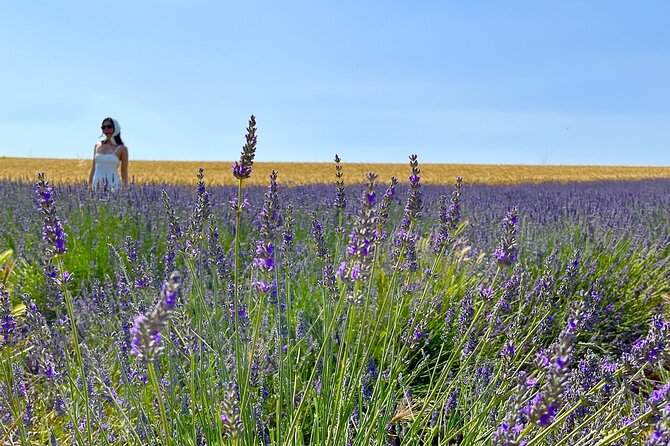 Full Day Tour in the Lavenders of Valensole or Sault - FAQ