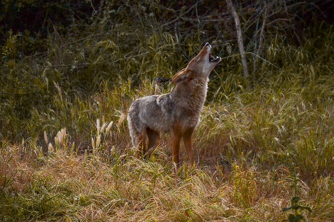 Golden Gate Park Twilight Wildlife Walking Tour - The Sum Up