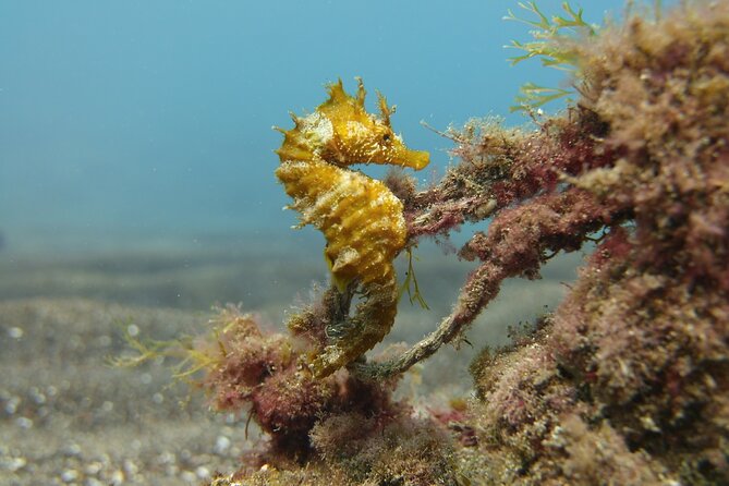 Guided Snorkelling Experience in South of Gran Canaria - FAQ