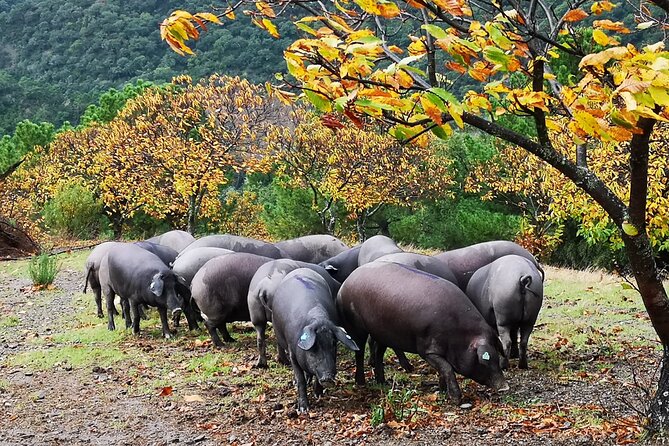 Guided Tour of the Genal Valley - Authentic Experiences from Reviewers