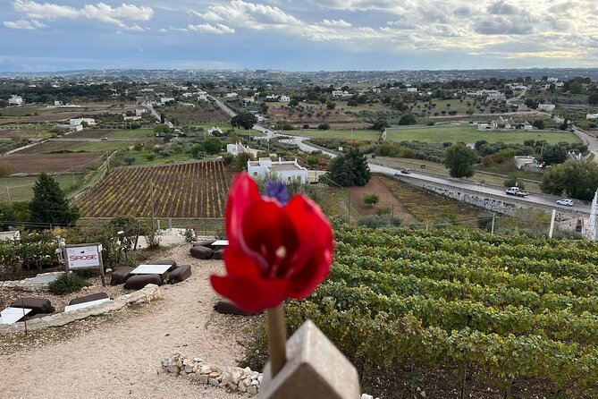 Highlights of Puglia: Bari, Alberobello and the charming villages - Transportation and Practicalities