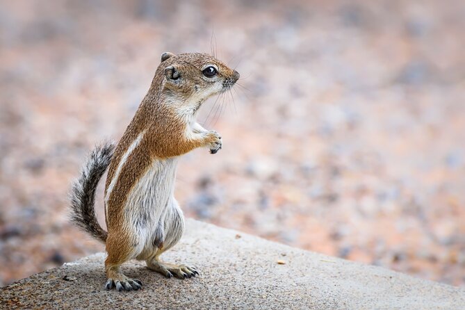 Joshua Tree's Hidden Valley Self-Guided Walking Tour - The Sum Up