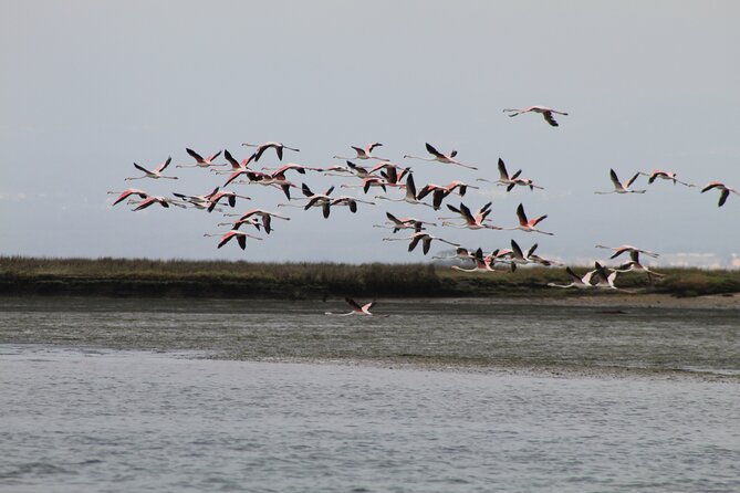 Moliceiro boat trip, with experience in bivalves harvesting - Practical Details and Tips