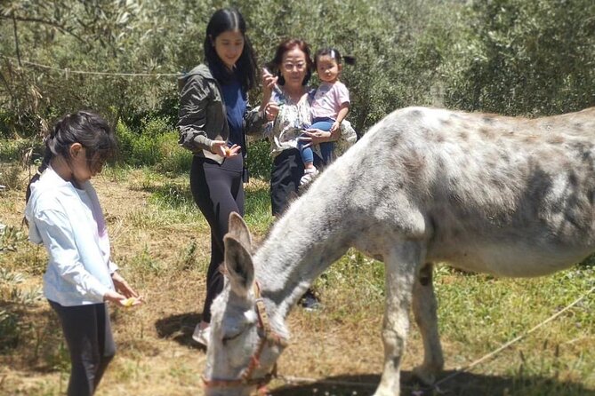 Olive Oil Half Day Private Experience from Granada - Final Thoughts