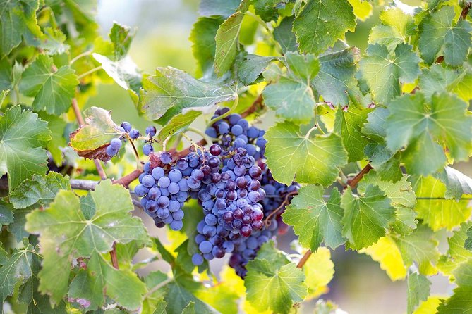 Orosei - 4x4 Tour & wine tasting - Final Thoughts