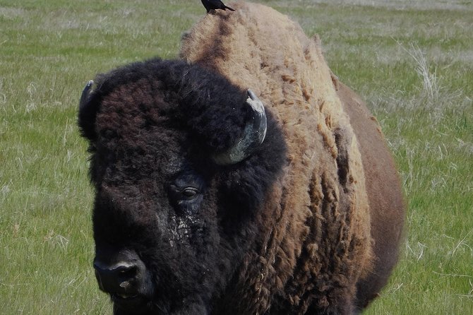 Private 5 Hour Black Hills Tour with Local Experts - Value for Money
