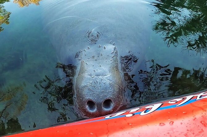 Private Chassahowitzka River Exploration kayak tour - Practical Details & Tips