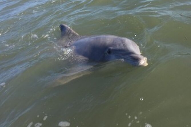Private Disappearing Island Dolphin Tour - Who Should Consider This Tour?