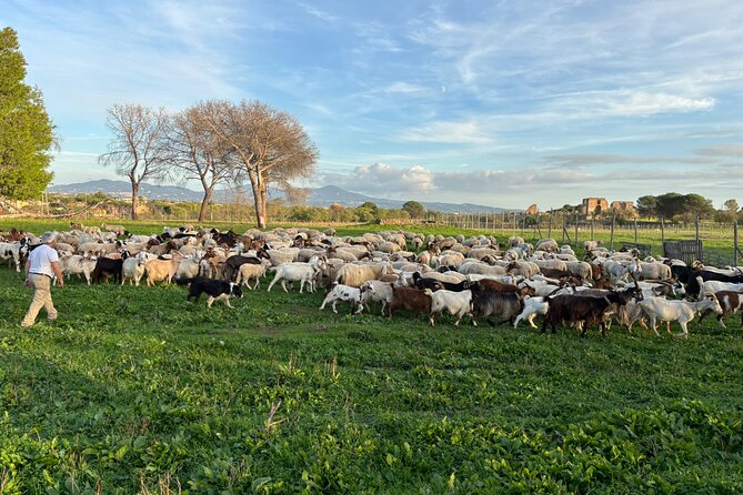 Private E-bike tour of Appian way, Aqueduct & catacombs with food - Final Thoughts: Is It Worth It?