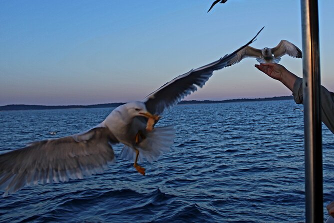 Private Sunset Dolphin Excursion with Dinner and Animation - FAQ