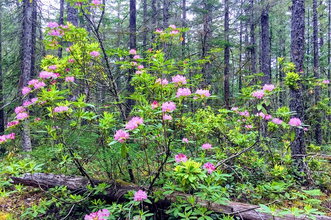 Private Tour at The Hood-Columbia Loop: Timberline, Orchards, and Waterfalls - Who Should Book This Tour?