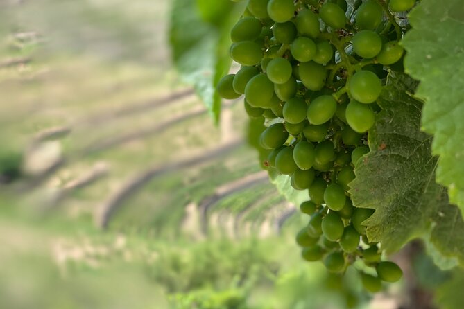 Private Tour From Porto To Douro Valley With River Boat Ride - The Sum Up: Who Will Love This Tour?