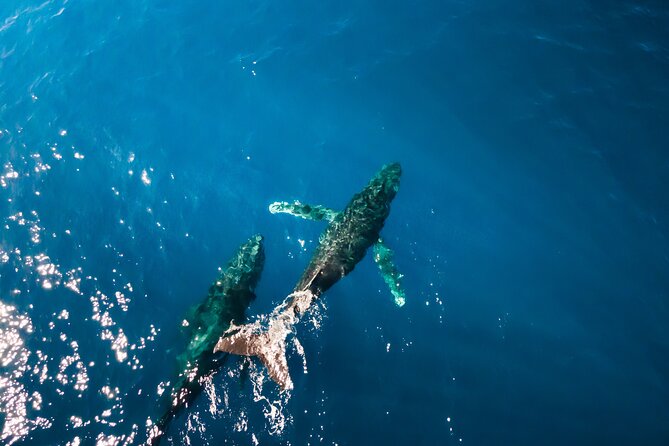 Private Whale Watching Tour of Oahu - Practical Aspects of the Tour