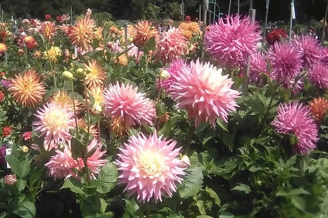 Public Weekend Walking Tour: Highlights of Golden Gate Park - Final Thoughts