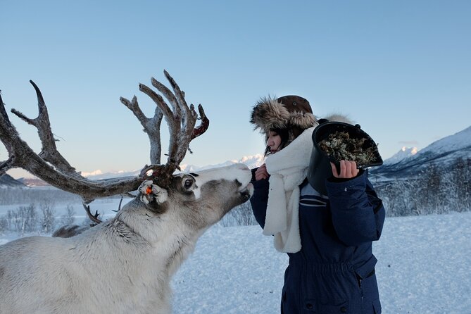 Reindeer Feeding and Sami Culture Afternoon Departure - Final Thoughts