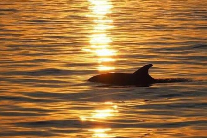 Romantic Boat Trip with Dolphin Watching - Who Should Consider This Tour?