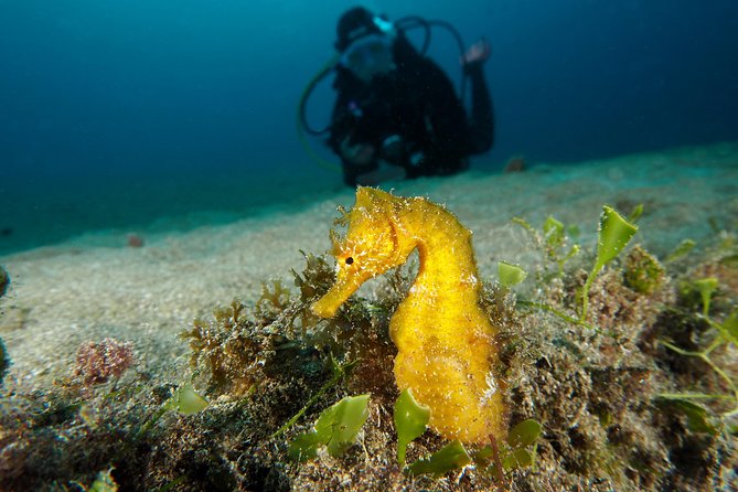 Single Dive for qualified divers from shore, region Puerto del Carmen. - The Sum Up