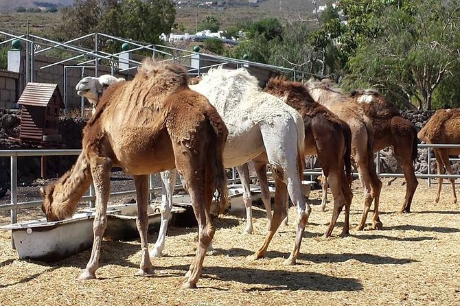 Skip the Line: Camel Park Tenerife Ticket - Who Will Love This Experience?