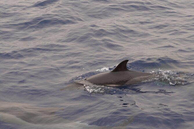 Small Group Dolphin Sunset Tour on Electric Sailing Boat Denia - Frequently Asked Questions