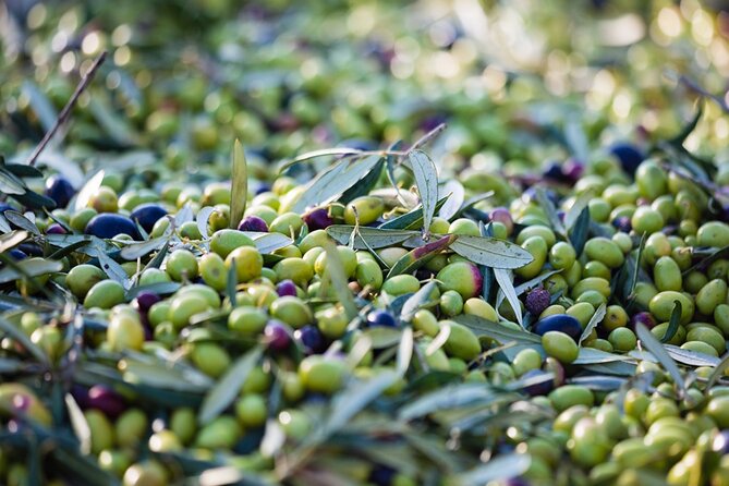 Small Group Olive Oil and Wine Tour with Light Lunch - FAQ