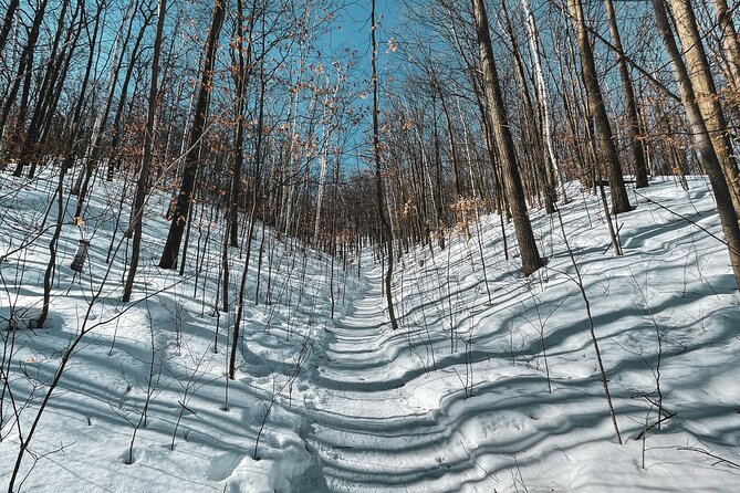 Snowshoeing tour with Wild Lunch - The Sum Up