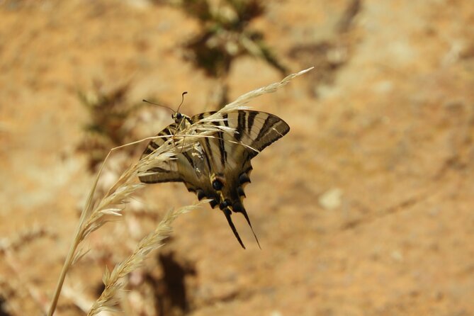 Soar like a bird over the Costa del Sol ecological tour with a natural spring - Final Thoughts