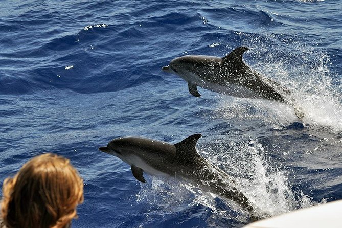 Spirit of the Sea: Cetacean sighting in Gran Canaria - Final Thoughts