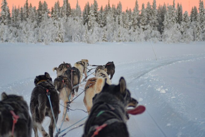 Sunrise Zen Husky Tour (10:00 to 13:00 - sitting on the sled) - Final Thoughts