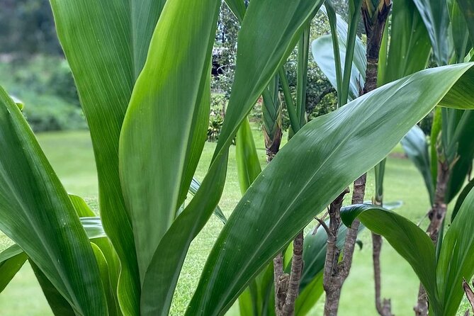 Ti Leaf Bracelet Craft Class on Maui - Final Thoughts: Who Will Love This?