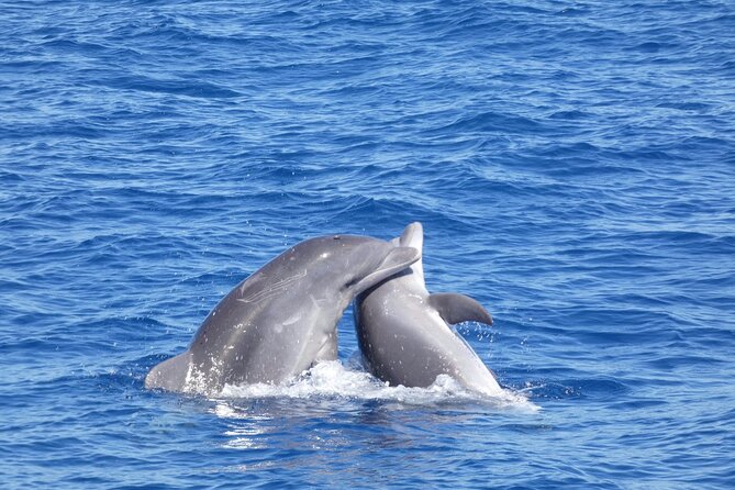 Tour with Whale and Dolphin Watching plus food included - Customer Feedback and Tips