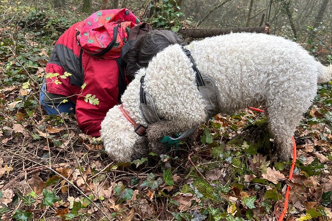 Truffle Hunting and Lunch in Piedmont Trattoria - Authenticity and Value
